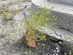 Cordylanthus wrightii