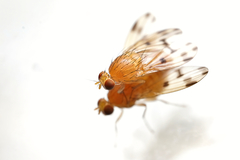 Homoneura fuscibasis