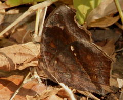 Junonia natalica natalica