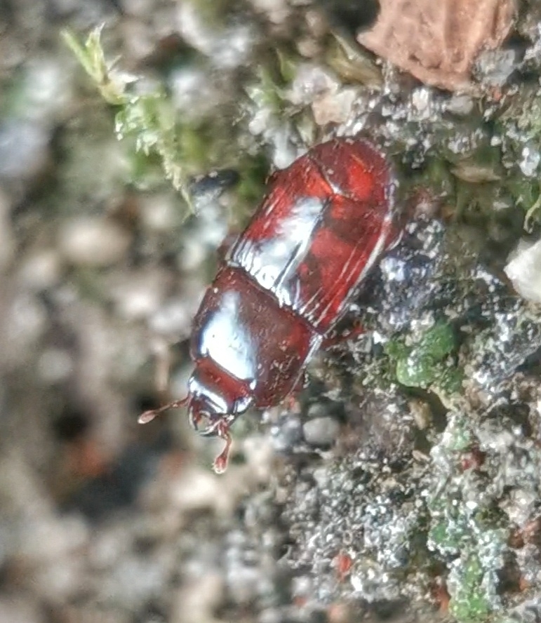 Liopygus