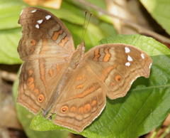 Junonia natalica natalica
