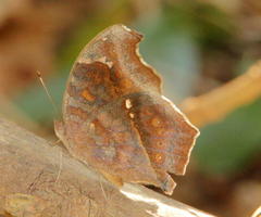 Junonia natalica natalica
