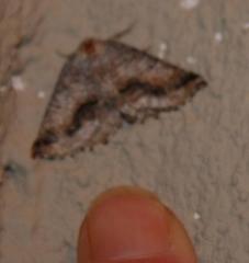 Drepanogynis insolens