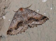 Drepanogynis insolens