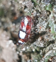 Liopygus