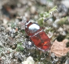 Liopygus