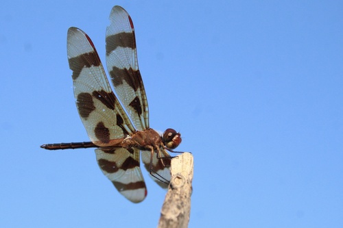 Halloween Pennant, photo 3 of 7