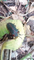 Mecistomela marginata