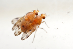 Homoneura fuscibasis