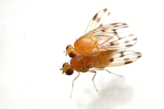 Homoneura fuscibasis