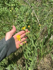 Arnica lanceolata prima