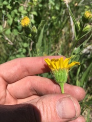 Arnica lanceolata prima
