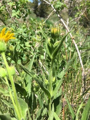 Arnica lanceolata prima