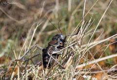 Hetrodes pupus