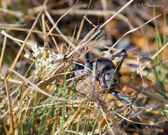 Hetrodes pupus