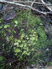 Hypopterygium didictyon