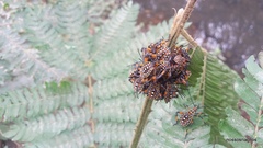 Pachylis nervosus