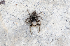 Habronattus schlingeri