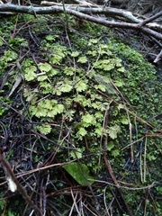 Hypopterygium didictyon