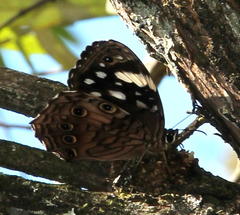 Paralethe dendrophilus junodi