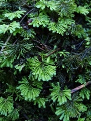 Hypopterygium didictyon