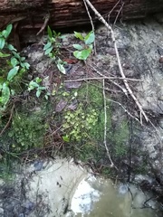 Hypopterygium didictyon