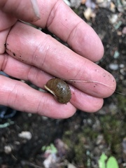 Allogona ptychophora