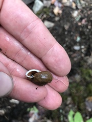 Allogona ptychophora