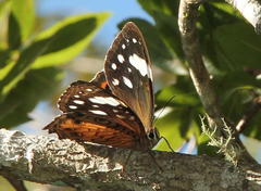 Paralethe dendrophilus junodi