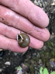 Allogona ptychophora