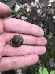 Allogona ptychophora