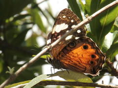 Paralethe dendrophilus junodi