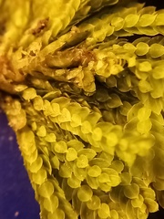 Hypopterygium didictyon