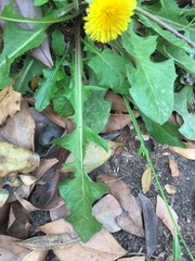 Taraxacum