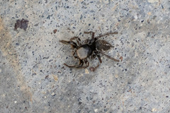 Habronattus schlingeri