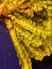 Hypopterygium didictyon