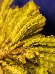 Hypopterygium didictyon