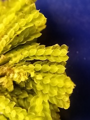 Hypopterygium didictyon