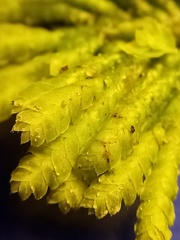 Hypopterygium didictyon