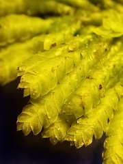 Hypopterygium didictyon