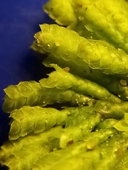 Hypopterygium didictyon