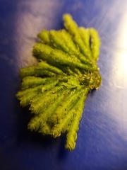 Hypopterygium didictyon