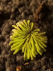 Hypopterygium didictyon