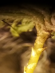 Hypopterygium didictyon