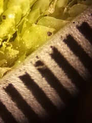 Hypopterygium didictyon