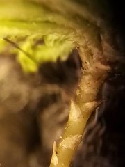 Hypopterygium didictyon