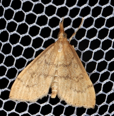 Metasia dicealis