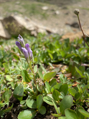 Gentianella propinqua