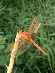 Libellula needhami