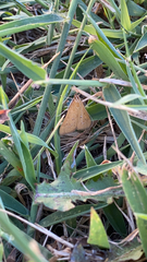 Diastictis